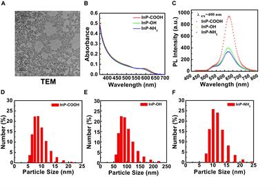 Cytotoxicity of InP/ZnS Quantum Dots With Different Surface Functional Groups Toward Two Lung-Derived Cell Lines